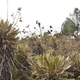 Frailejón plants, large and small, at a different site we visited that day.